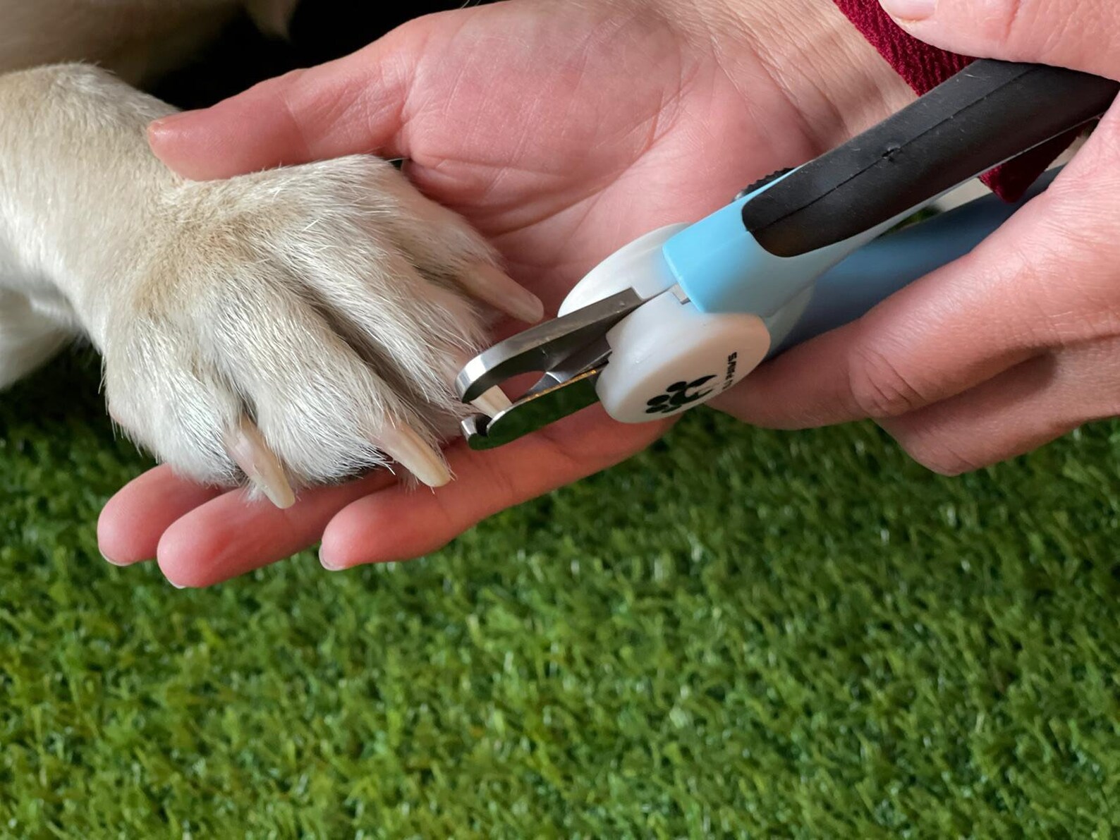 Dog Nail Clippers set con archivo de uñas integrado 2 cepillos Etsy