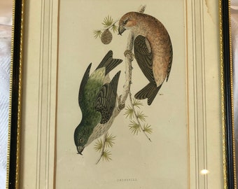 Een vintage PJR-gecertificeerde ingelijste print van "Crossbill", in een vintage frame. C. Tweedehands uit de 20e eeuw en in goede staat. Zeldzame ornitholoog litho.