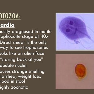 Veterinary Assistant Endo & Ectoparasite Guide