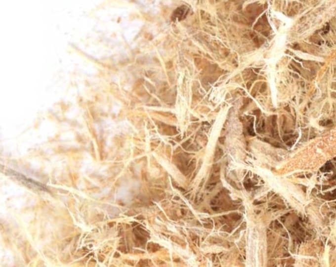 Slippery Elm Bark, USA Wildcrafted- BULK | Ulmus Rubra | Digestion Tea | Sustainably Harvested Herbal Tea