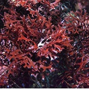 Chondrus Crispus Purple Irish Sea Moss, Seamoss, Chondrus Crispus.