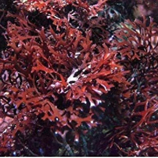 Lila Irisches Sea Moss, BULK Chondrus Crispus Irland Seamoss | Ganzes Blatt, Wildcrafted