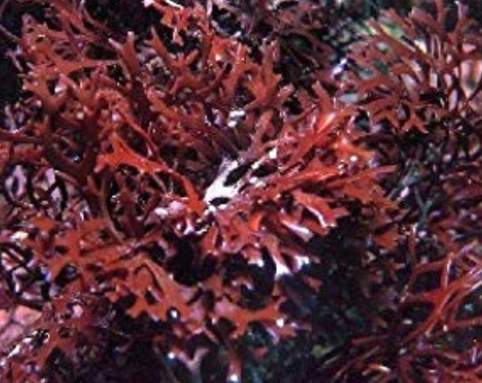 Purple Irish Moss, BULK Chondrus Crispus Seamoss | Whole Leaf Ireland Sea Vegetable, Wildcrafted
