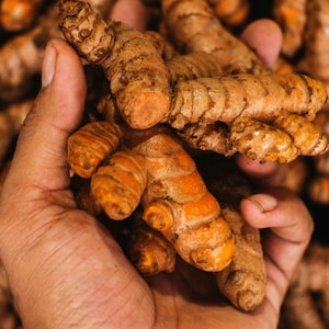 May include: A hand holding a pile of turmeric root, a bright orange spice used in cooking and for medicinal purposes.