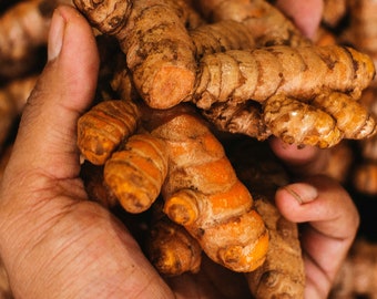 Turmeric Root, Fresh - Whole, Pure | India Tumeric | Curcuma Longa | Culinary Spice for Cooking and Tea