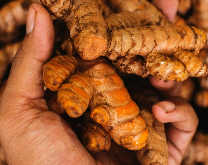 Organic Turmeric Root, Fresh - Whole | India Tumeric | Curcuma Longa | Culinary Spice for Cooking and Tea