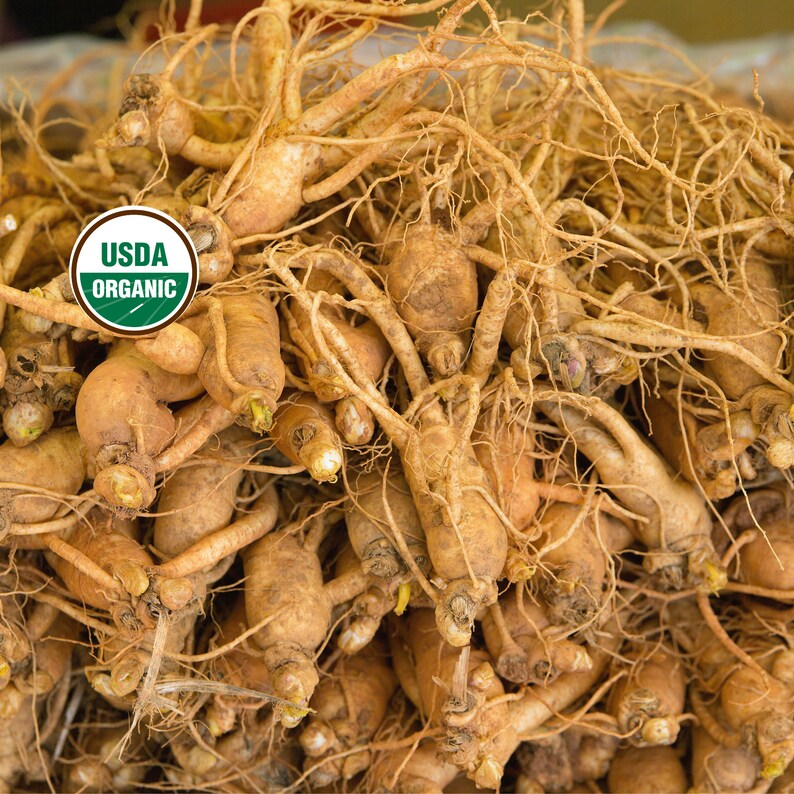 American Ginseng Root Organic Whole 1/2 oz 16 oz Panax Etsy