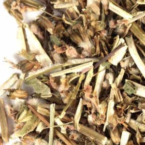 Motherwort Herb, Wildcrafted 1lb C/S | Loose Leaf Tea | Leonurus Cardiaca