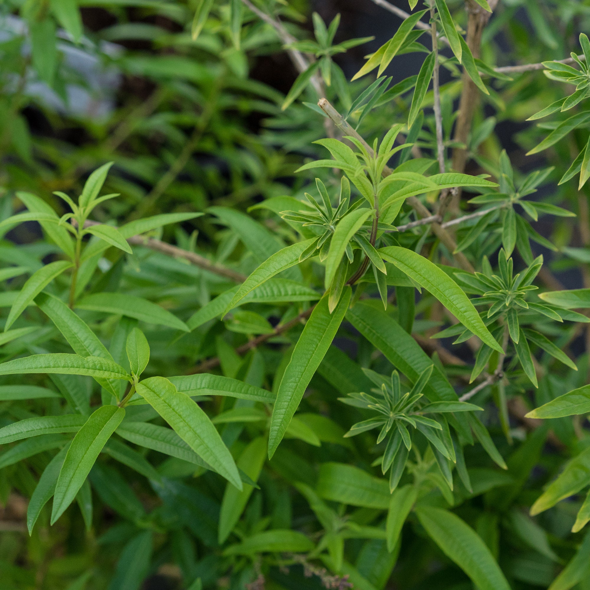 Pure Herbs Lemon Verbena 100% Pure & Natural Citriodora Aloysia
