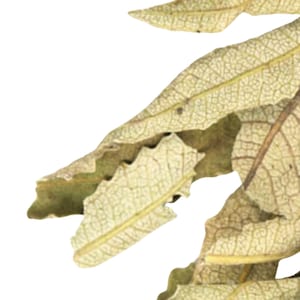 Yerba Santa Leaf, Whole, Wildcrafted - 1lb | Respiratory Herbal Tea, Bath Infusions | Lung Health | Eriodictyon Calfornicum