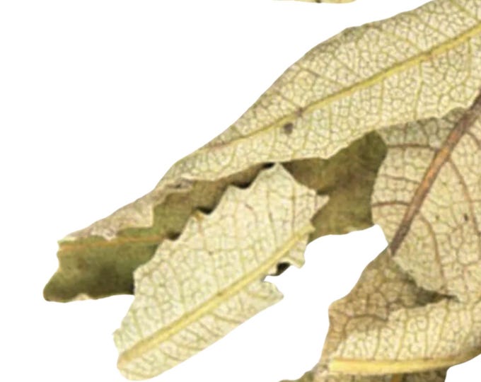 Yerba Santa Leaf, Whole - USA Wildcrafted | Respiratory Herbal Tea, Bath Infusions | Lung Health | Eriodictyon Calfornicum