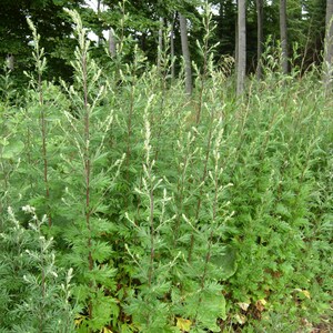 May include: A close-up of a patch of green plants with white flowers. The plants are tall and slender, with many branches. The flowers are small and delicate, and they are clustered together in groups.