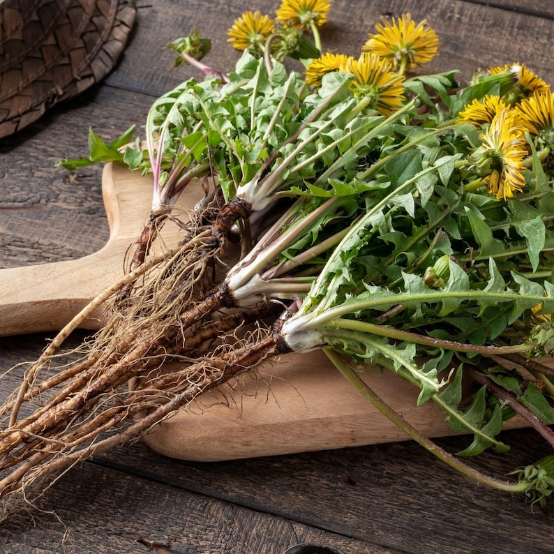 May include: A close-up of a bunch of dandelion roots with the leaves and yellow flowers still attached. The roots are brown and the leaves are green. The flowers are yellow and have a delicate appearance. The roots are on a wooden cutting board.