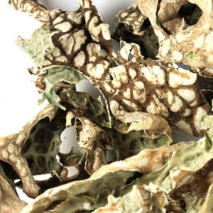 Lungwort Lichen | Lung Moss, USA Herb | Lobaria Pulmonaria | Dried Tree Lungwort for Herbal Tea & Extracts