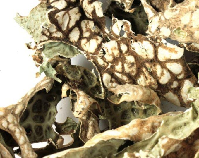 Lungwort Lichen | Lung Moss, USA Herb | Lobaria Pulmonaria | Dried Tree Lungwort for Herbal Tea & Extracts