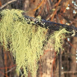 Usnea Lichen, Old Man Beard, USA Wildcrafted - Whole