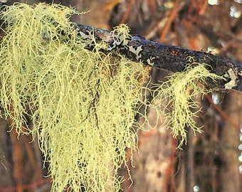 Usnea Lichen, Old Man Beard, USA Wildcrafted - Whole