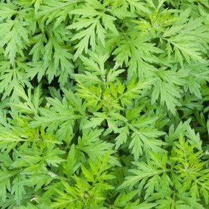 May include: A close-up image of a patch of green leafy plants. The leaves are long and narrow, with a feathery texture. The plants are growing densely together, creating a lush green carpet.