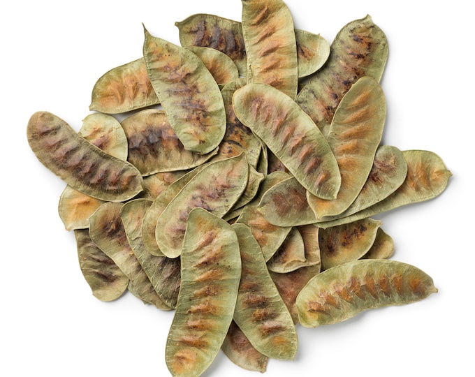 Senna Pods, Whole - Wildcrafted, 1lb | Senna Alexandrina | Tea Pod