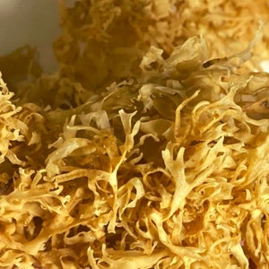 Gold Irish Sea Moss, BULK Irland Seamoss 1lb | Chondrus Crispus, Wildcrafted, Ganzes Blatt