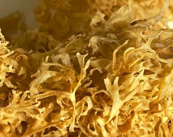 Gold Irish Sea Moss, BULK Irland Seamoss 1lb | Chondrus Crispus, Wildcrafted, Ganzes Blatt