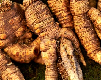 Ginseng Root, Wildcrafted, Whole 1/2 oz -16 oz | American Panax, 6-Years Old