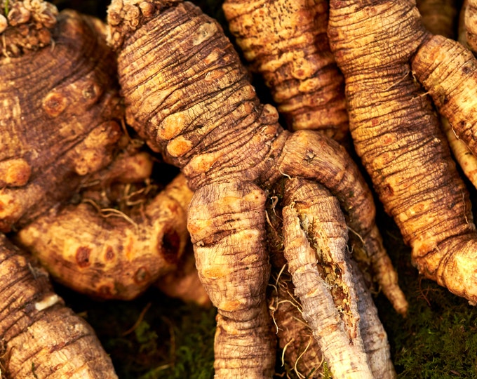 Ginseng Root, Wildcrafted, Whole 1/2 oz -16 oz | American Panax, 6-Years Old