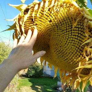 7 Variety Mix of HUGE 2023 Sunflower Seeds Organic USA only