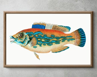 Vintage Striped Wrasse Illustration, Vintage Fish Print, Illustration By Edward Donovan, Instant Digital Download, Five Files Multiple Sizes