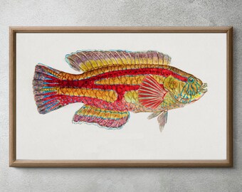 Antique fish pictilabrus laticlavius wrasse drawn by Fe. Clarke  Instant Digital Download Multiple Sizes