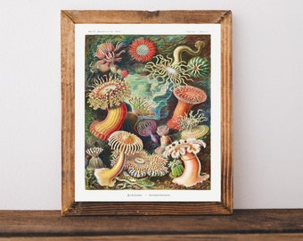 SEA ANEMONES Art Print by Ernst Haeckel Actiniae, Illustration from Art Forms In Nature, Marine Biology Art, Science Poster Digital Download