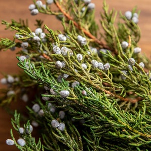 Fresh Cut Juniper, Preserved Juniper Branches, Juniper for Wreaths, Evergreen Foliage, Greenery for Christmas Crafts, Juniper Berry Branch