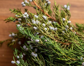 Juniper, Preserved Juniper, Juniper for Wreaths, Evergreen Foliage, Greenery for Christmas Crafts, Juniper Berry Branch