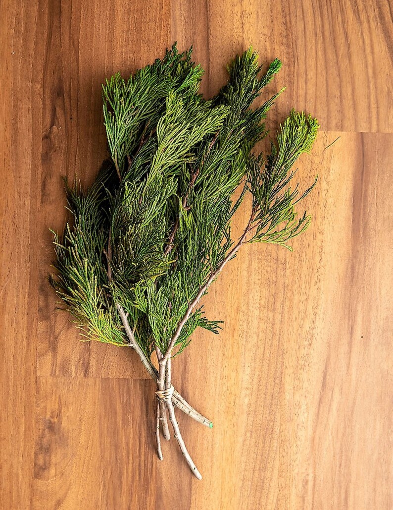 Fresh Cedar Branches Preserved Cedar Preserved Greenery Etsy