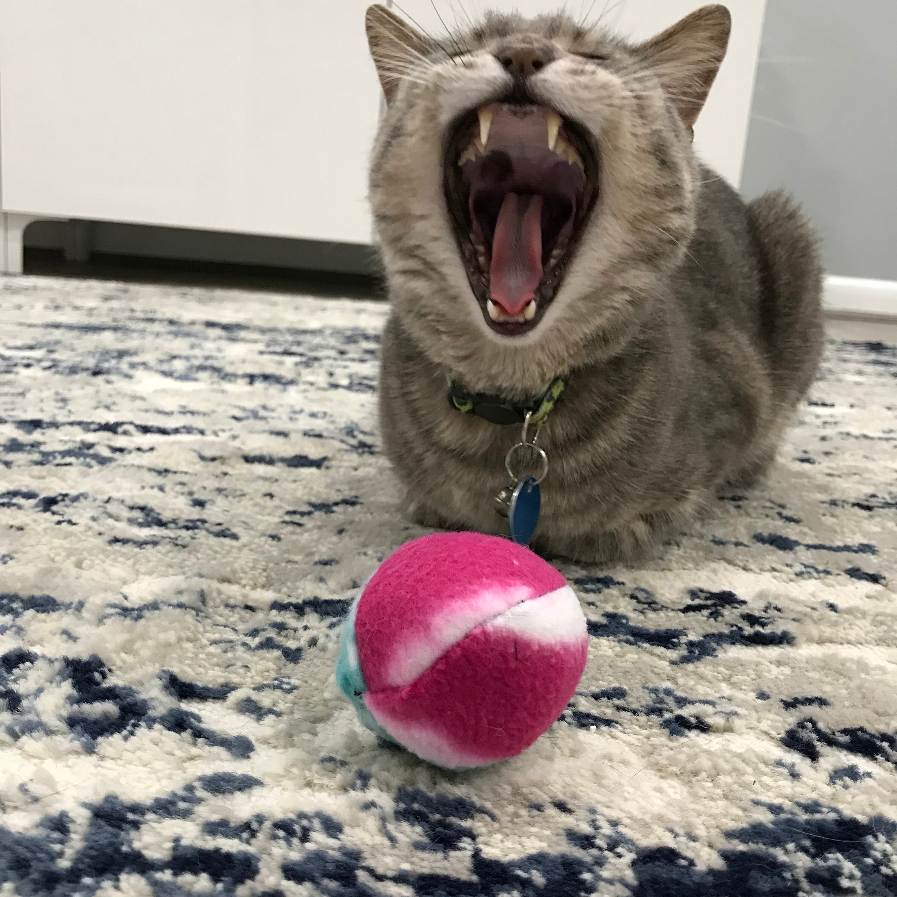 Customizable Catnipinfused Cat Toys Etsy UK