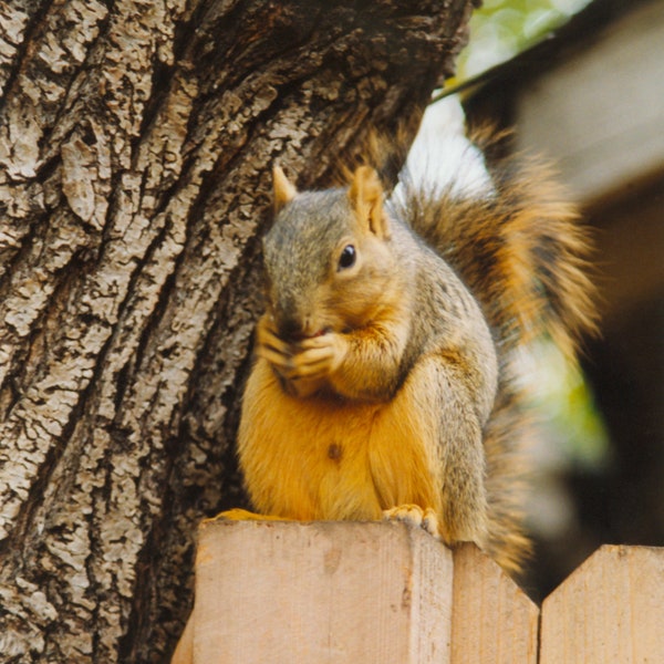 Ardilla comiendo nueces en una cerca, Fotografía, Lienzo, Impresión, Sala de estar, Dormitorio, Arte de pared,