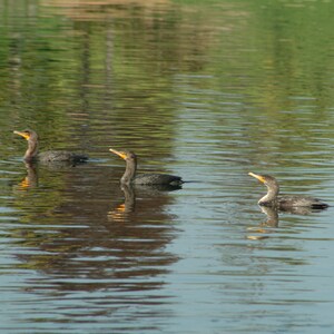 Cormorani che praticano il nuoto sincronizzato;  Fotografia, Tela, Stampa, Soggiorno, Camera da letto, Arte murale, regalo
