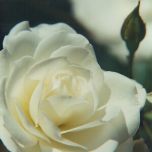 Può includere: Una singola rosa bianca con petali delicati, in piena fioritura. La rosa è a fuoco, mentre lo sfondo è sfocato.