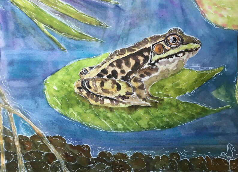 Frog On A Lily Pad Original Signed Watercolour Painting Etsy