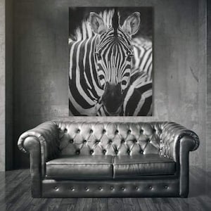 Zebra bild