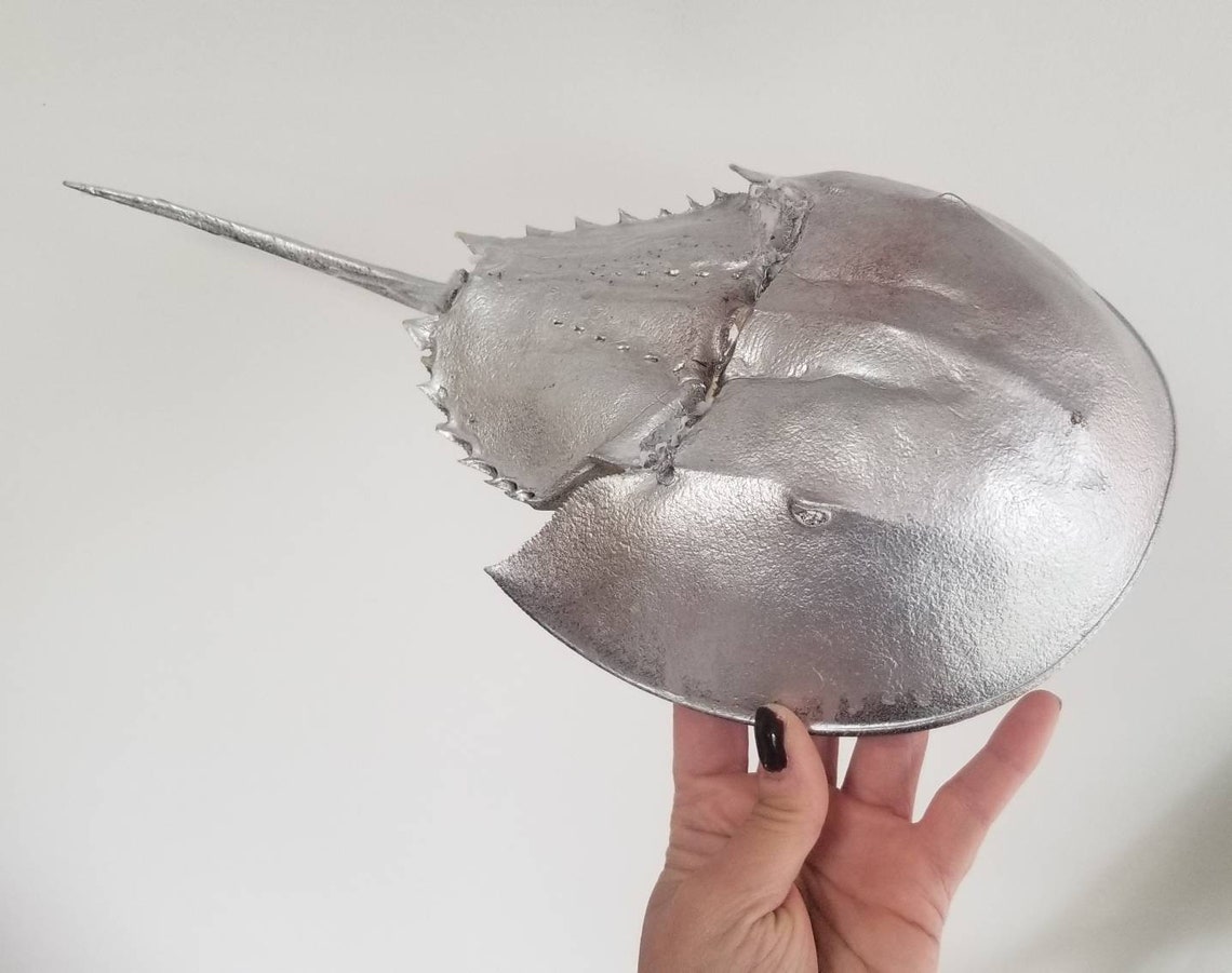 Large 14L Horseshoe Crab Exoskeleton/ Beach Decor/ Etsy