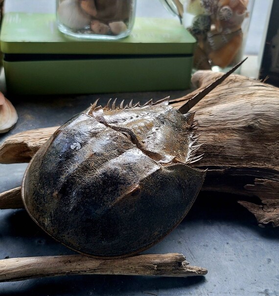 8l Male Horseshoe Crab Exoskeleton/ Beach Decor/ Rustic Etsy