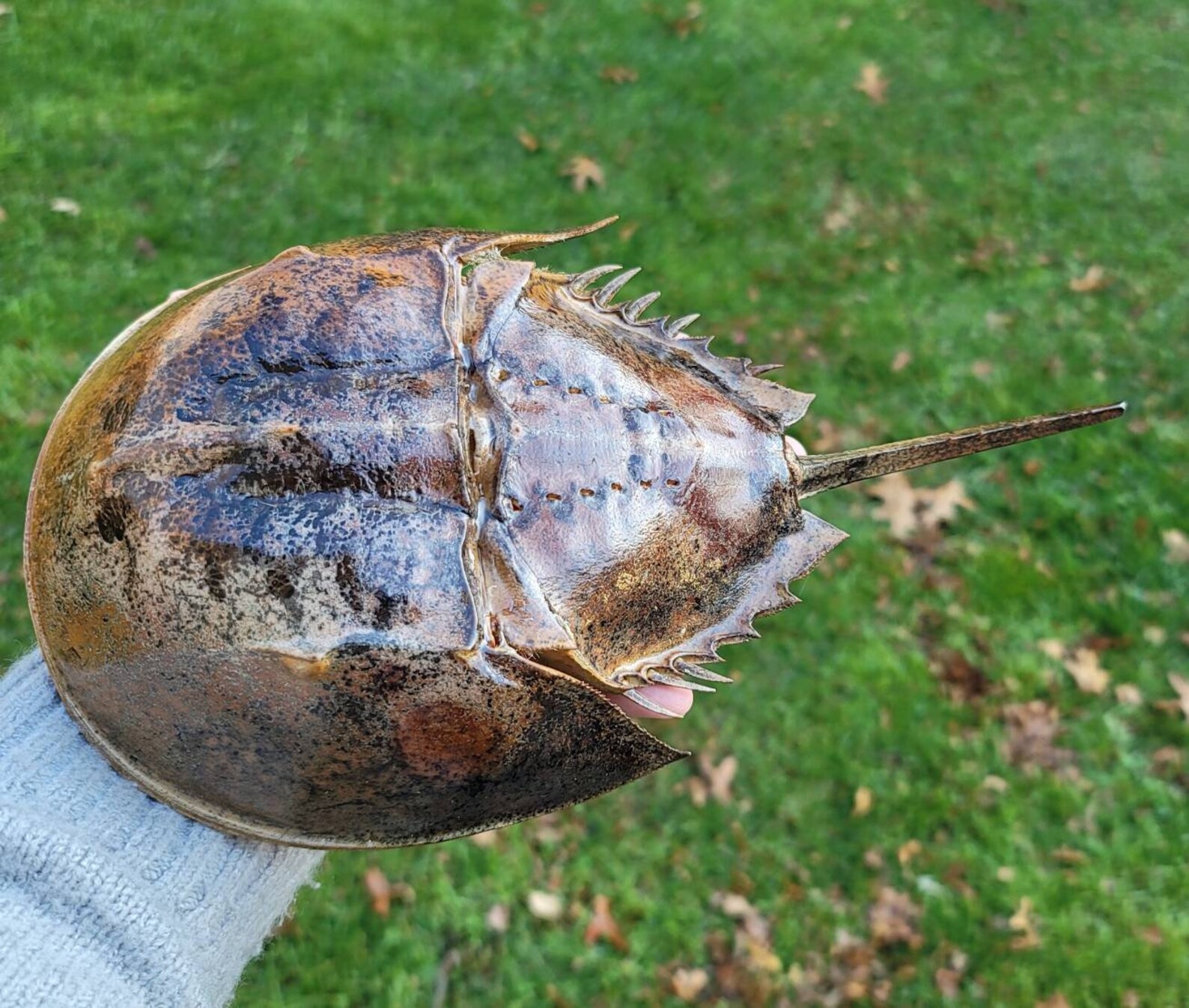 Large 12l Horseshoe Crab Exoskeleton/ Beach Decor/ Etsy