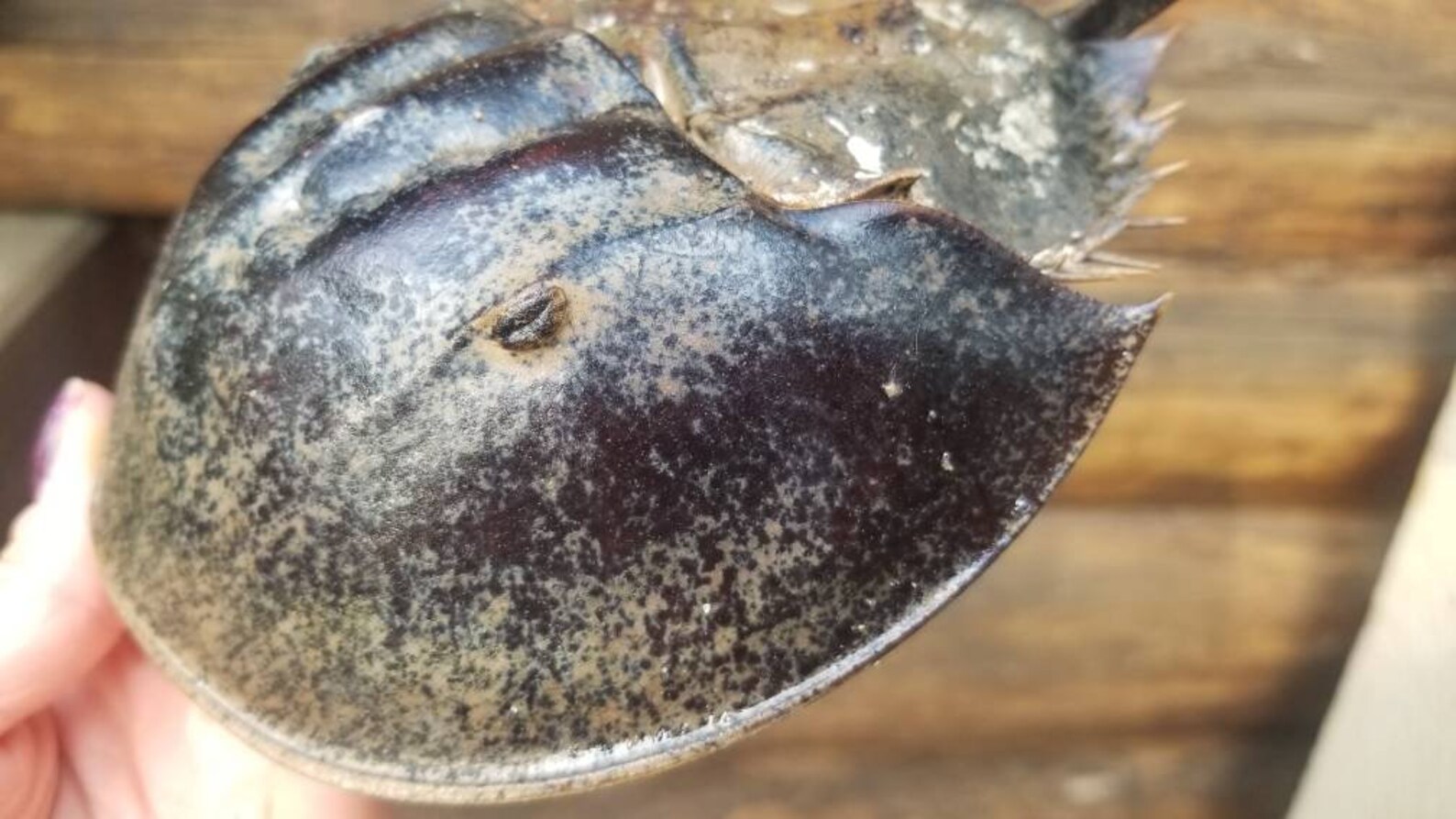 8L Male Horseshoe Crab Exoskeleton/ Beach Decor/ Rustic Etsy