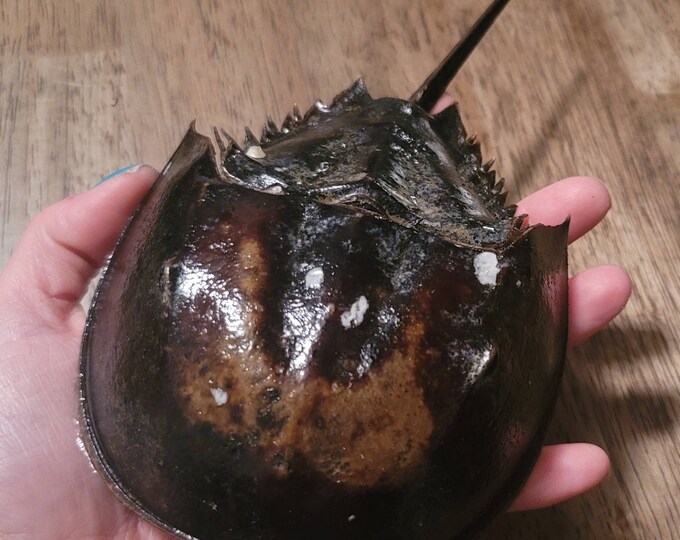8l Male Horseshoe Crab Exoskeleton/ Beach Decor/ Rustic Etsy