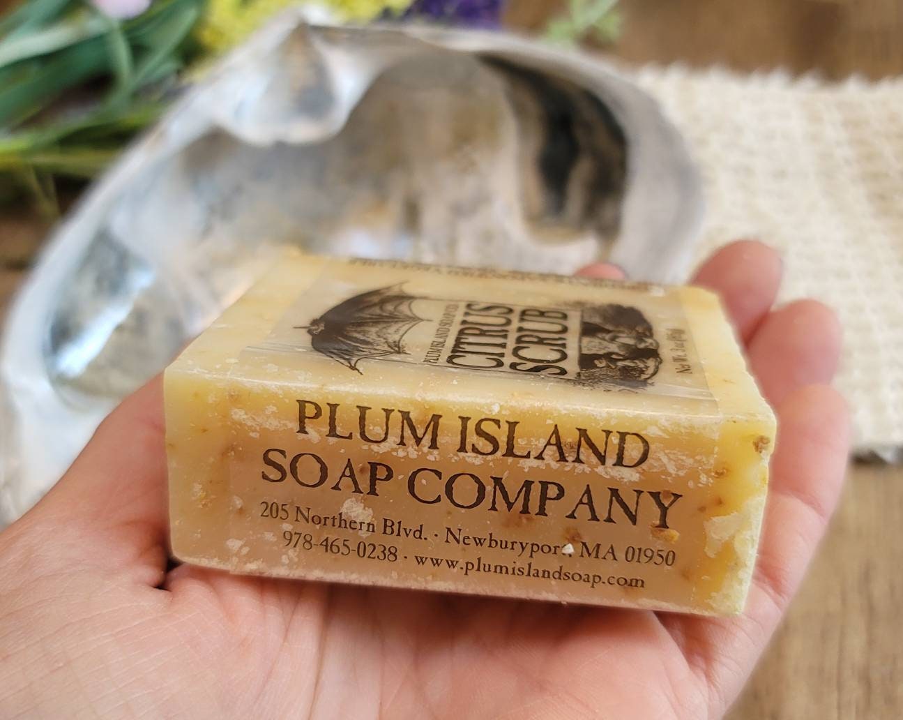 Plum Island Surf Clam Soap Dish With Hand Crafted Citrus Soap Etsy