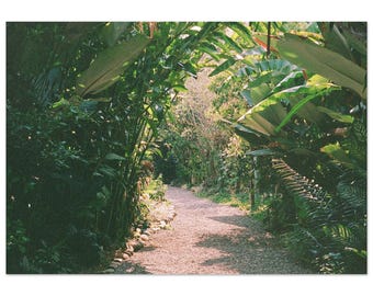 Spice Farm Path, Quepos, Costa Rica | 35mm Film Photography Print, Tropical Wall Art