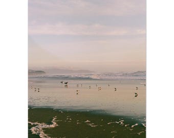 Ocean Beach Shorebirds | 35mm Film Photography Print, San Francisco Coast Wall Art