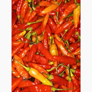 Fresh Indonesian Chili, Organic Hot Peppers, Spicy Cooking Chili, Dried Bird’s Eye Chili, Wild Red Peppers, Gourmet Chili Peppers,