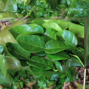 Organic Fresh Kaffir Lime Leaves ( Jeruk Purut Leaves ) : Freshly Grown in Malang, Indonesia, and Handpicked to Order